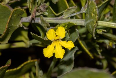 Goodenia varia, photographed by T. Hammer