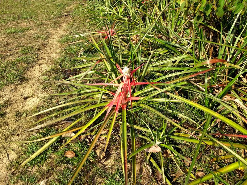 Bromelia serra, photographed by Naturalist Tours