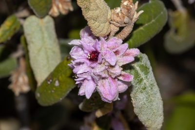 Lasiopetalum discolor, photographed by T. Hammer