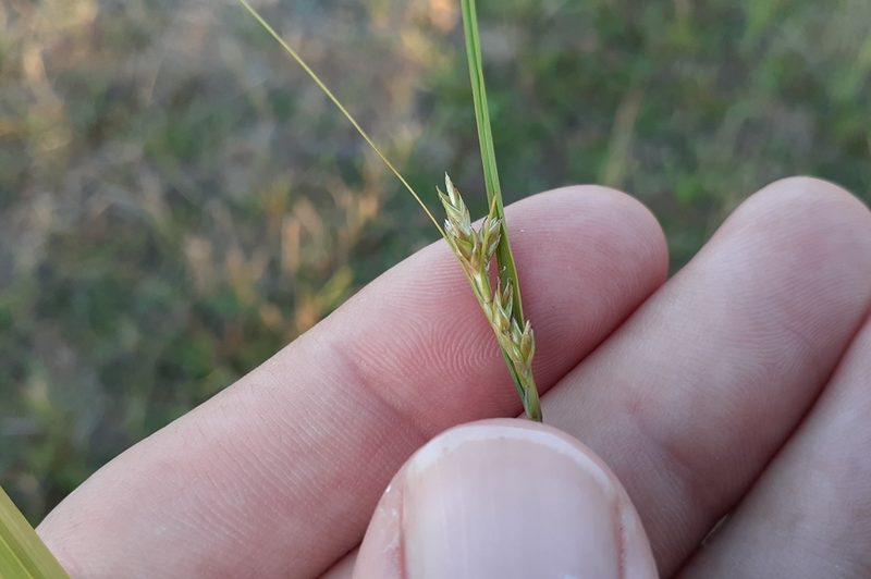 Carex adusta, photographed by Quinten Wiegersma