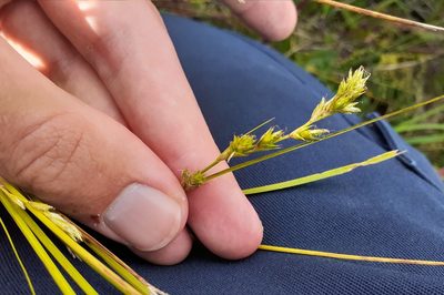 Carex adusta, photographed by Quinten Wiegersma