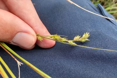Carex adusta, photographed by Quinten Wiegersma