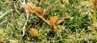 Phylloscirpus deserticola, photographed by Santiago Martín-Bravo