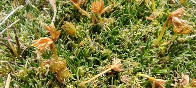 Phylloscirpus deserticola, photographed by Santiago Martín-Bravo