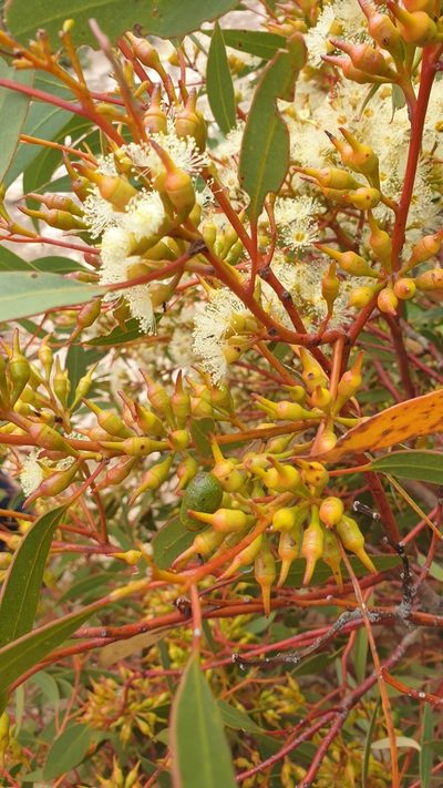 Eucalyptus socialis, photographed by Rosalie Lawrence