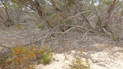 Eucalyptus socialis, photographed by Rosalie Lawrence