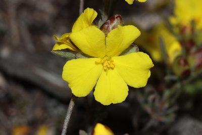 Hibbertia virgata, photographed by T. Hammer