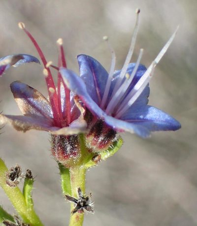 Lobostemon paniculatus, photographed by Nicola van Berkel