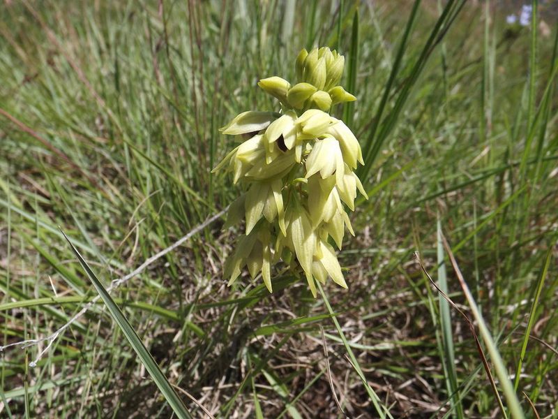 Eulophia foliosa, photographed by James Deacon