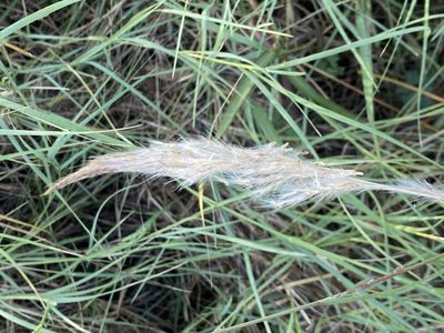 Bothriochloa torreyana, photographed by Haley Daniels