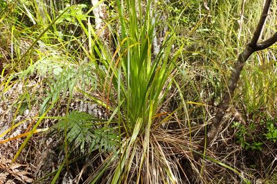Gahnia xanthocarpa, photographed by Oscar Dove