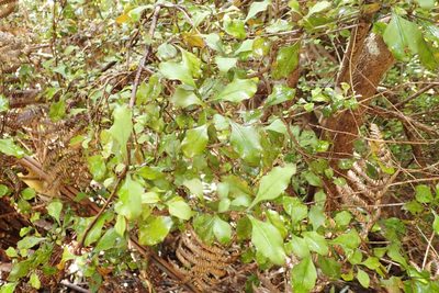 Coprosma arborea, photographed by Oscar Dove