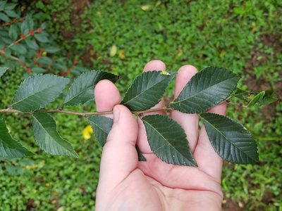 Ulmus parvifolia, photographed by Leila Dasher