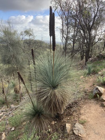 Xanthorrhoea quadrangulata, photographed by T. Hammer