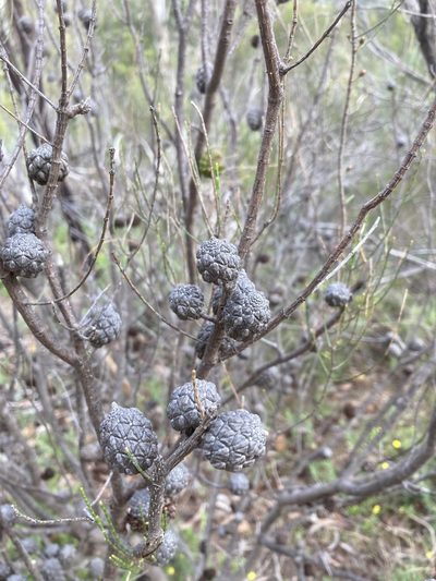 Allocasuarina muelleriana, photographed by T. Hammer