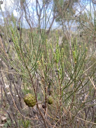 Allocasuarina muelleriana, photographed by T. Hammer