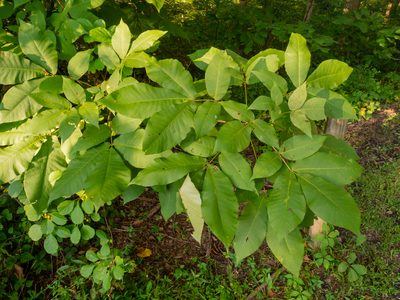 Carya tomentosa, photographed by John Ambler
