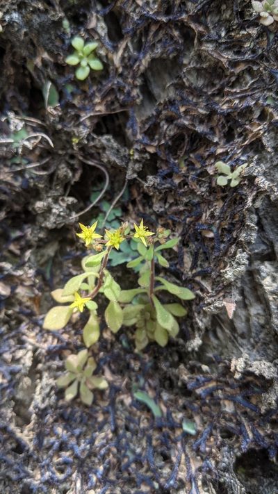 Sedum stellariifolium, photographed by Cheng-Te Hsu