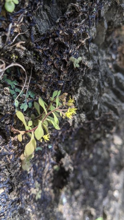 Sedum stellariifolium, photographed by Cheng-Te Hsu