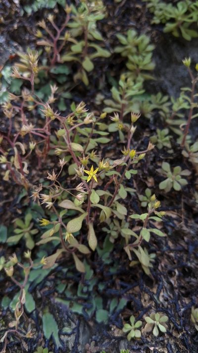 Sedum stellariifolium, photographed by Cheng-Te Hsu