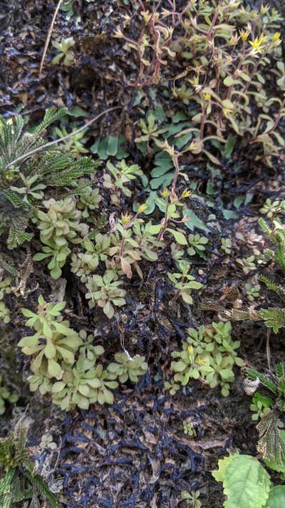 Sedum stellariifolium, photographed by Cheng-Te Hsu