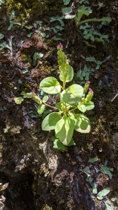 Polygala tatarinowii, photographed by Cheng-Te Hsu