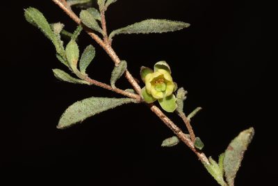 Hibbertia pallidiflora, photographed by T. Hammer