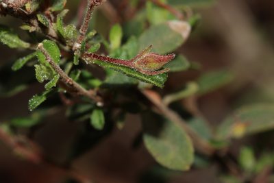 Hibbertia pallidiflora, photographed by T. Hammer