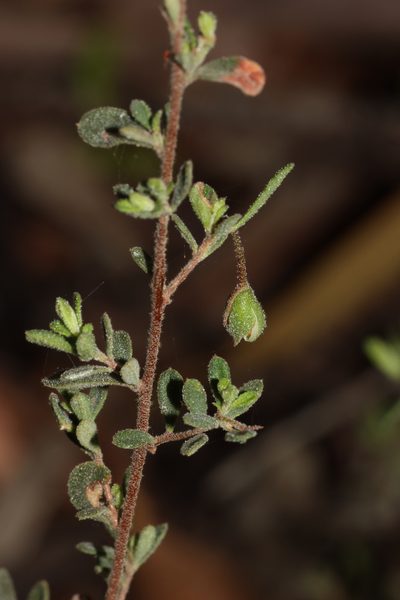 Hibbertia pallidiflora, photographed by T. Hammer