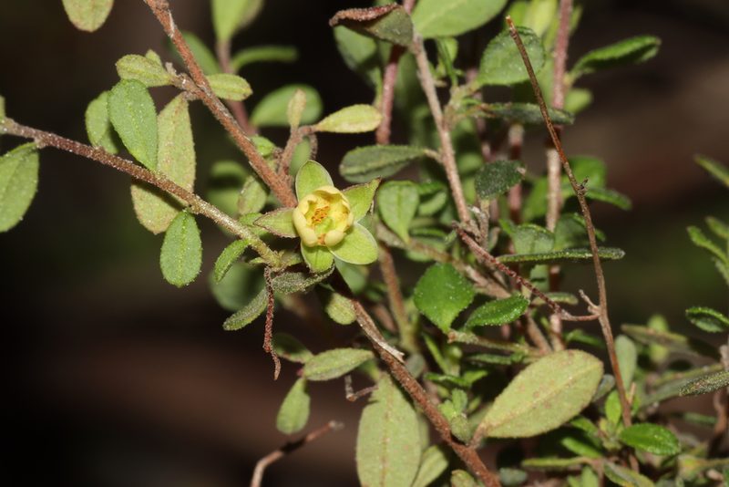 Hibbertia pallidiflora, photographed by T. Hammer