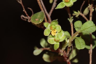 Hibbertia pallidiflora, photographed by T. Hammer