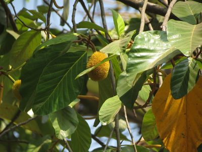 Artocarpus hirsutus, photographed by Ajit Ampalakkad