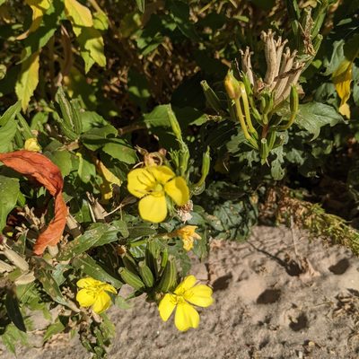 Oenothera elata, photographed by Dominic Gentilcore