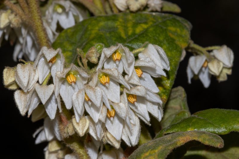 Lasiopetalum schulzenii, photographed by T. Hammer