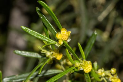 Beyeria leschenaultii, photographed by T. Hammer