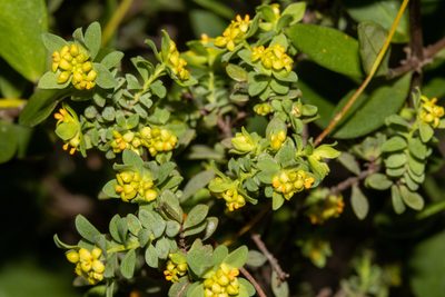 Pimelea serpyllifolia, photographed by T. Hammer