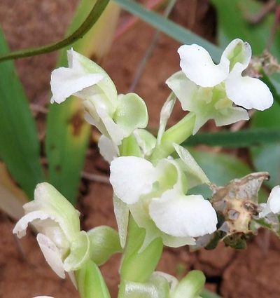 Pterygodium schelpei, photographed by linkie
