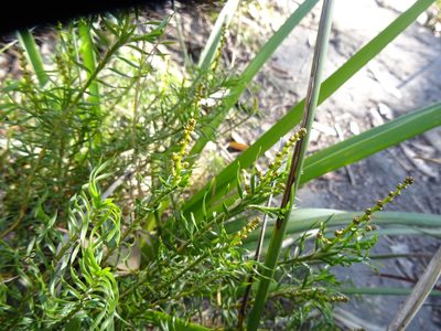 Lomandra obliqua, photographed by Gary Williams