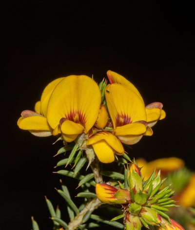 Pultenaea acerosa, photographed by T. Hammer