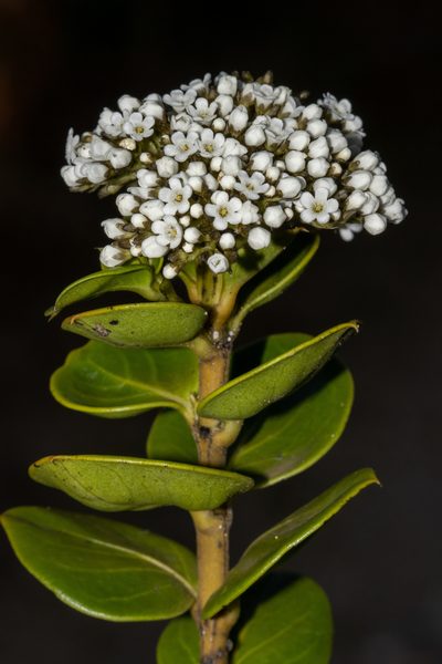 Logania ovata, photographed by T. Hammer