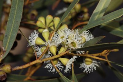 Eucalyptus gracilis, photographed by T. Hammer