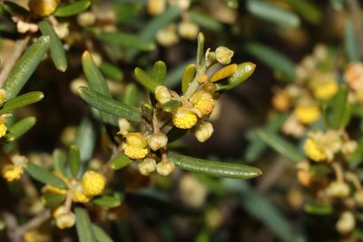 Beyeria leschenaultii, photographed by T. Hammer