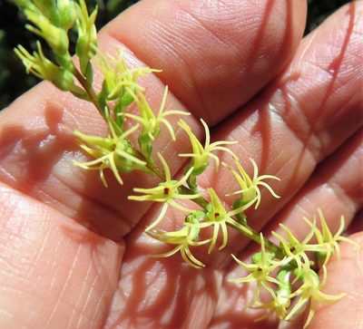 Holothrix secunda, photographed by linkie