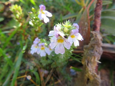 Euphrasia alpina, photographed by Marco Mussita