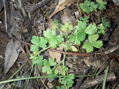 Hydrocotyle foveolata, photographed by spacegecko