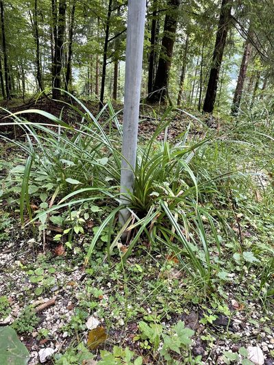 Carex agastachys, photographed by Thomas Ebner