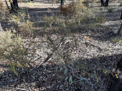 Acacia genistifolia, photographed by spacegecko