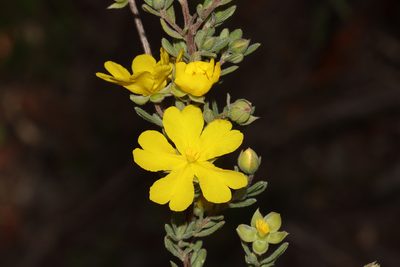Hibbertia cinerea, photographed by T. Hammer