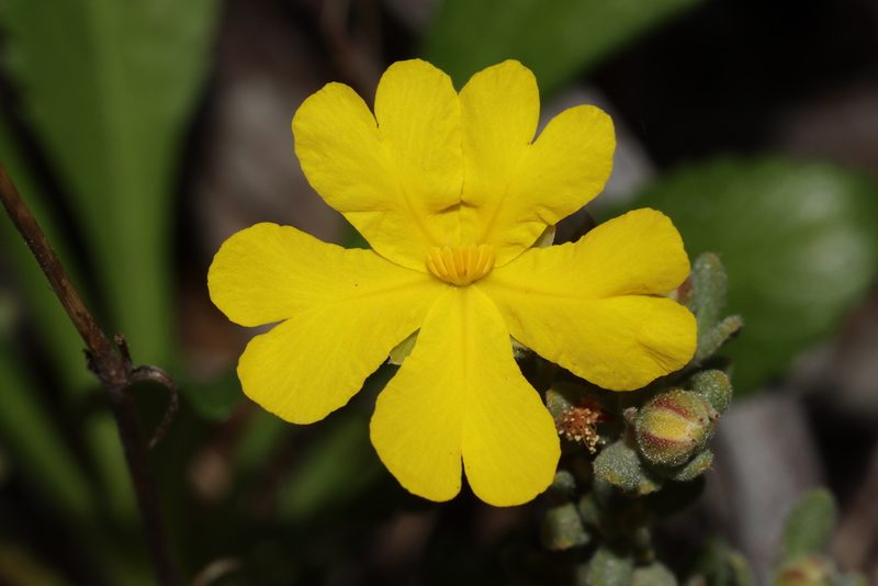 Hibbertia cinerea, photographed by T. Hammer