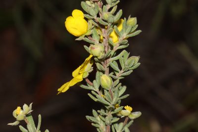 Hibbertia cinerea, photographed by T. Hammer